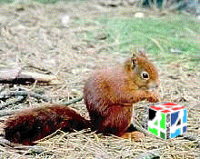 Squirrel